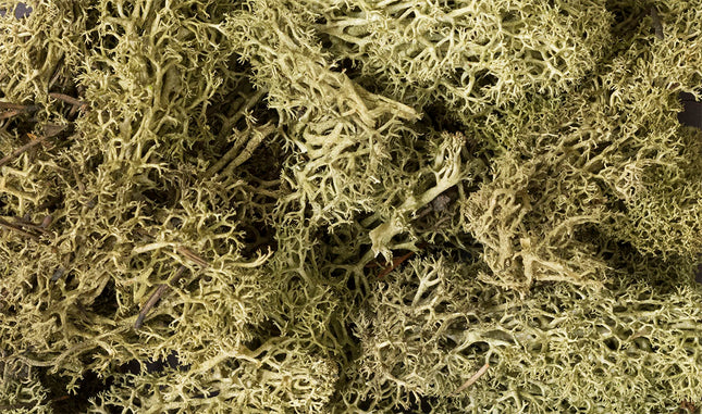 Woodland Scenics 161 | Lichen Spring Green - 1.5 qt Bag