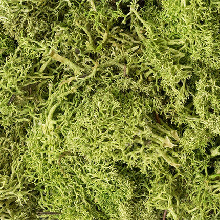 Woodland Scenics 162 | Lichen Light Green - 1.5 qt Bag