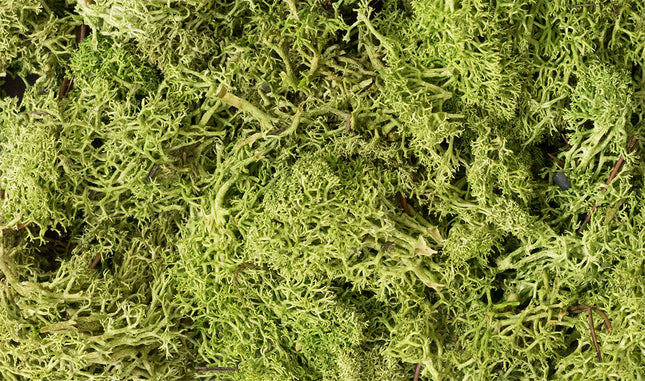 Woodland Scenics 162 | Lichen Light Green - 1.5 qt Bag