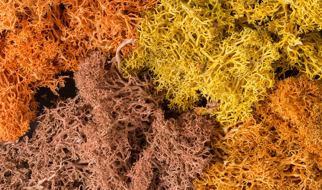 Woodland Scenics 165 | Lichen Autumn Mix - 1.5 qt Bag