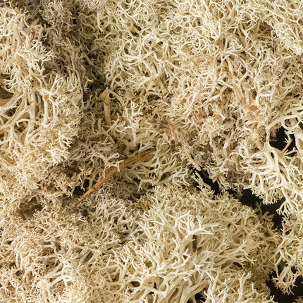 Woodland Scenics 166 | Lichen Natural - 1.5 qt Bag