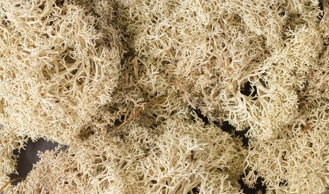 Woodland Scenics 166 | Lichen Natural - 1.5 qt Bag